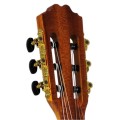 zebrano gitara główka.jpg